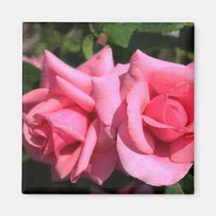 Aimant deux fleurs de rose rose chaud parfait. amour