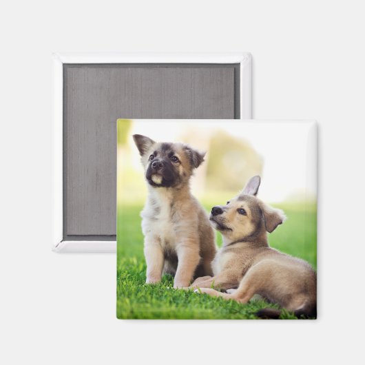 Aimant Deux German Shepherd (Recto/Verso)