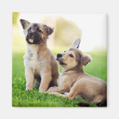 Aimant Deux German Shepherd (Devant)