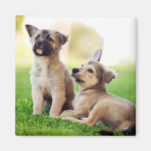 Aimant Deux German Shepherd (Devant)