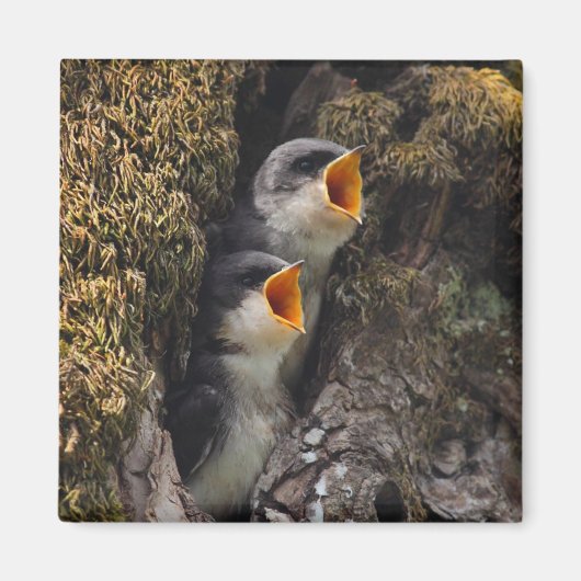 Aimant Deux hirondelles d'arbre à bébé (Devant)