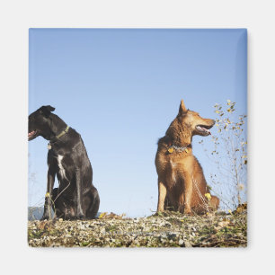 Aimant Deux jeunes chiens qui cherchent dans des directio
