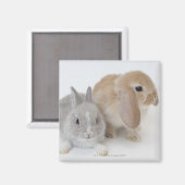 Aimant Deux lapins.Netherland Nwarf et Holland Lop. (Recto/Verso)