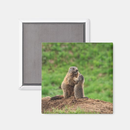 Aimant Deux marmottes (Recto/Verso)