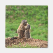 Aimant Deux marmottes (Devant)