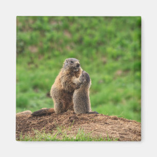 Aimant Deux marmottes