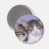 Aimant Deux mignons chatons qui font la sieste (Recto/Verso)