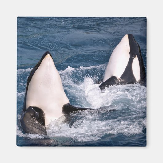 Aimant Deux orques (Devant)