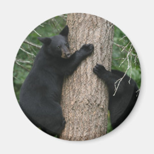 Aimant deux ours dans un arbre