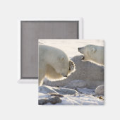 Aimant Deux ours polaires (Recto/Verso)