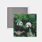 Aimant Deux pandas mangeant du bambou ensemble, Wolong (Recto/Verso)