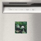 Aimant Deux pandas mangeant du bambou ensemble, Wolong (In Situ (Lave-vaisselle))