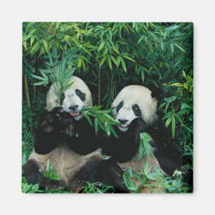 Aimant Deux pandas mangeant du bambou ensemble, Wolong