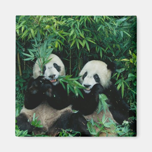 Aimant Deux pandas mangeant du bambou ensemble, Wolong (Devant)