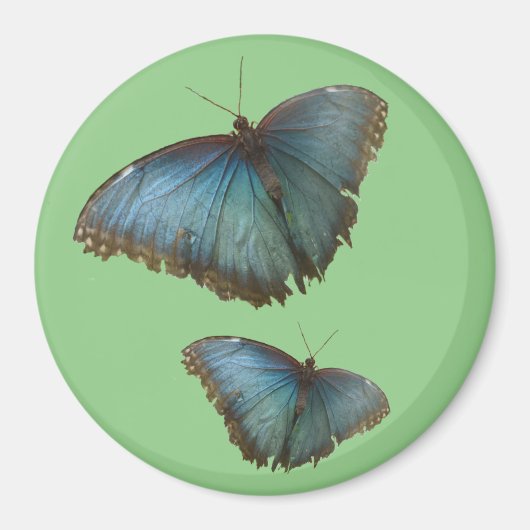 Aimant Deux Papillons Bleus Morpho Cust. Magnat couleur B (Devant)