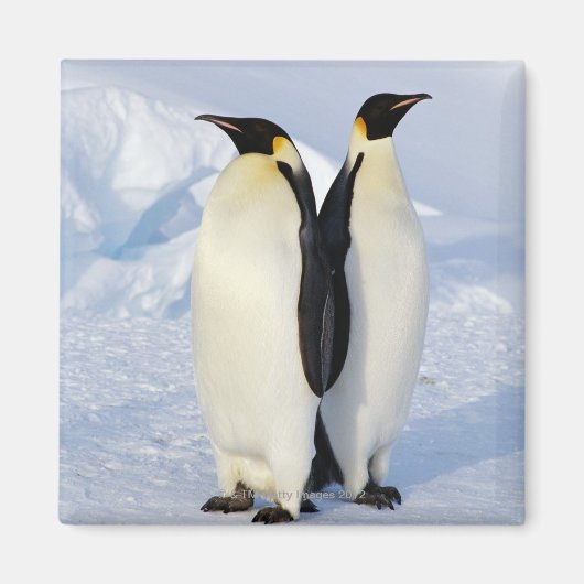 Aimant Deux pingouins empereurs en Antarctique (Devant)