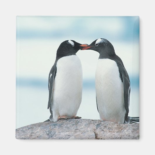Aimant Deux pingouins touchant des becs (Devant)