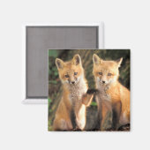 Aimant Deux renardeaux rouges devant leur tanière (Recto/Verso)