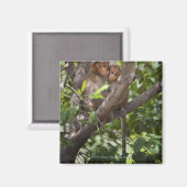 Aimant Deux Singes Dans Un Arbre (Recto/Verso)