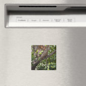 Aimant Deux Singes Dans Un Arbre (In Situ (Lave-vaisselle))