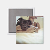 Aimant Deux terriers à bulles assis à l'intérieur, gros p (Recto/Verso)