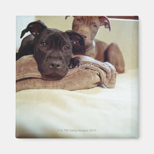 Aimant Deux terriers à bulles assis à l'intérieur, gros p (Devant)