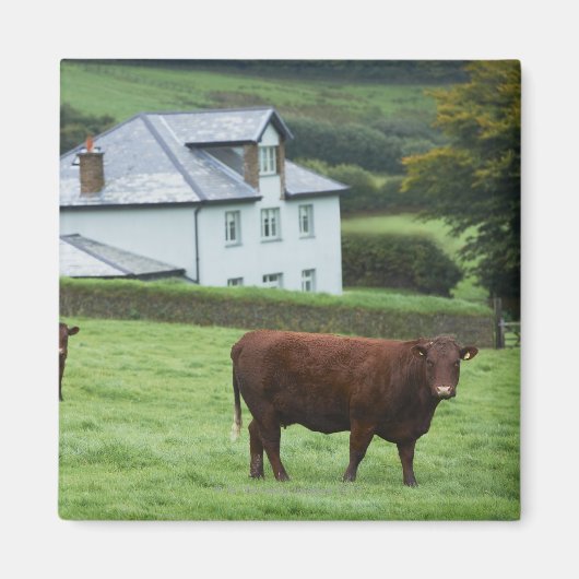 Aimant Devon, Angleterre (Devant)