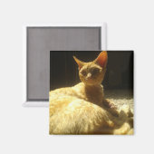 Aimant devon rex orange (Recto/Verso)