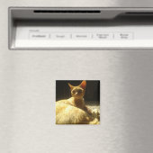 Aimant devon rex orange (In Situ (Lave-vaisselle))