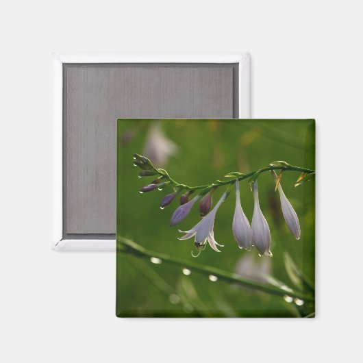 Aimant Dew Baisse sur une fleur d'hosta (Recto/Verso)