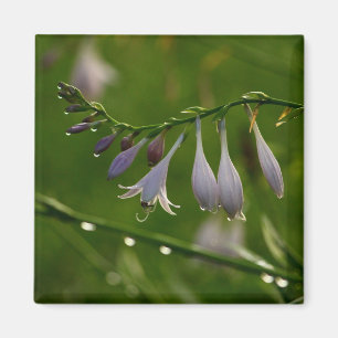 Aimant Dew Baisse sur une fleur d'hosta