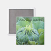 Aimant Dew Moisned Sunflower Bud photo de gros plan (Recto/Verso)