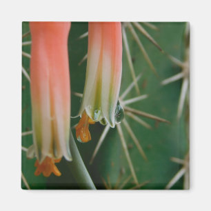 Aimant Dew sur Aloe Bloom