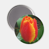 Aimant Dew sur la Tulipe (Recto/Verso)