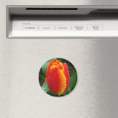 Aimant Dew sur la Tulipe (In Situ (Lave-vaisselle))