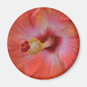 Aimant d'Hibiscus orange
