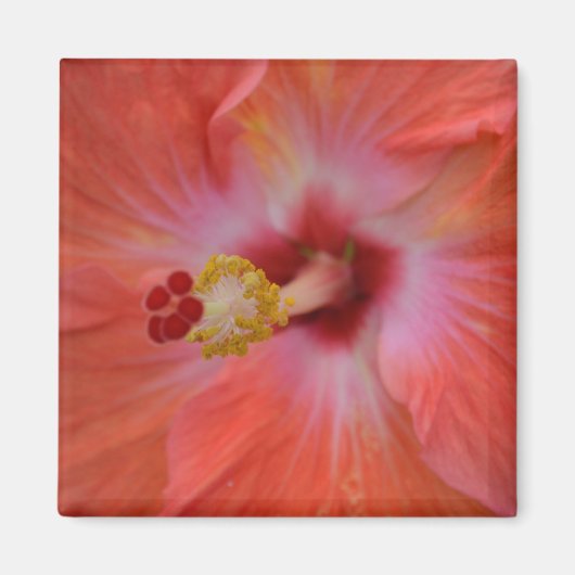 Aimant d'Hibiscus orange (Devant)