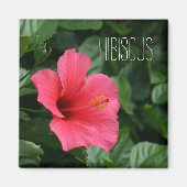Aimant d'Hibiscus rose (Devant)