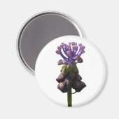 Aimant d'Hyacinthe de raisin (Recto/Verso)