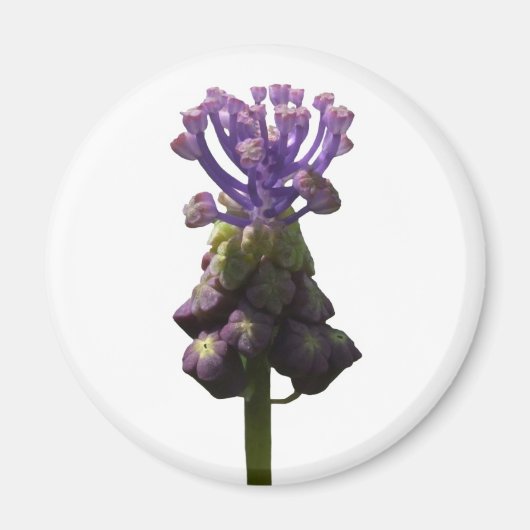 Aimant d'Hyacinthe de raisin (Devant)