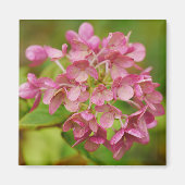 Aimant d'Hydrangée rose (Devant)