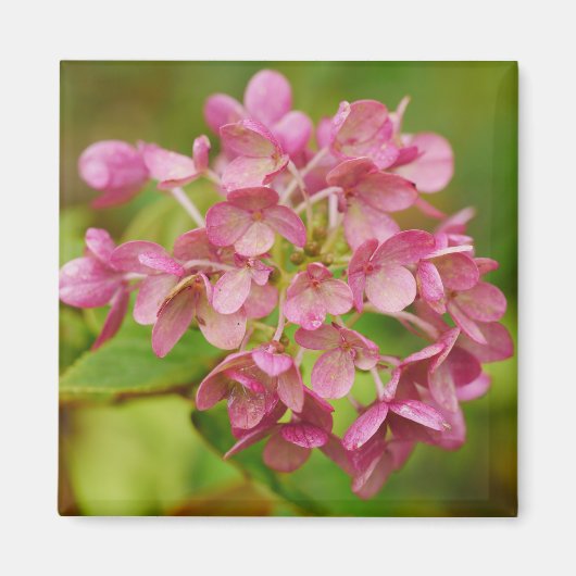 Aimant d'Hydrangée rose (Devant)