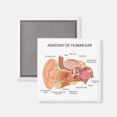 Aimant Diagramme anatomique du coeur (Recto/Verso)