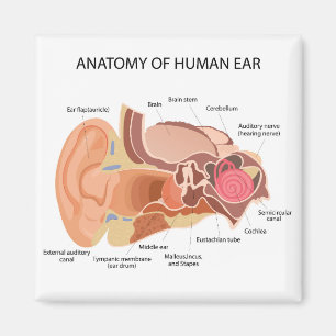 Aimant Diagramme anatomique du coeur