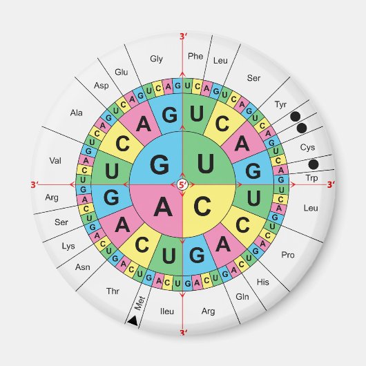 Aimant Diagramme de la table de séquence de base d'acide (Devant)