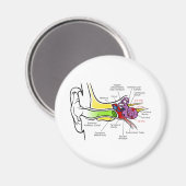 Aimant Diagramme de l'oreille humaine avec Cartographie d (Recto/Verso)