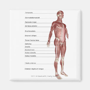 Aimant Diagramme du système musculaire