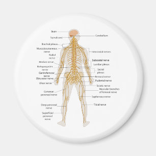 Aimant Diagramme du système nerveux du corps humain