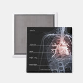 Aimant Diagramme du système respiratoire et du coeur (Recto/Verso)