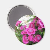 Aimant Dianthus rose/Sweet William (Recto/Verso)